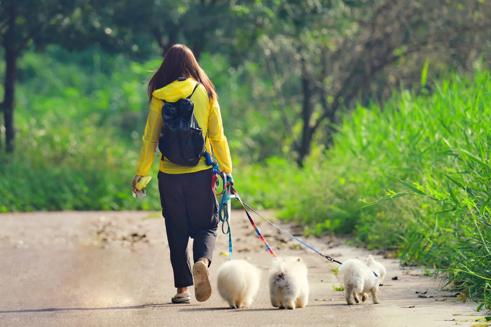 high quality dog leash